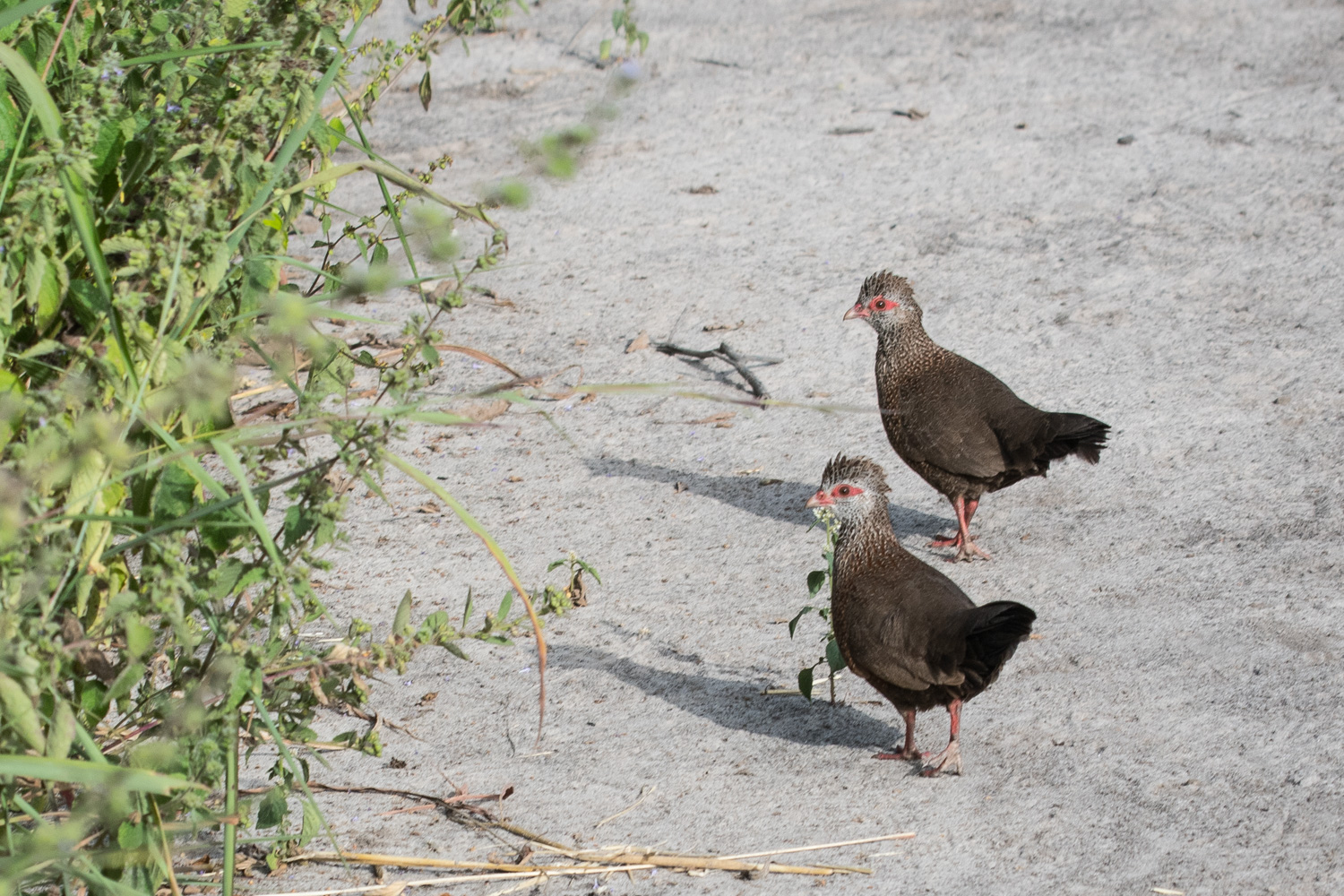 Poulettes de Roche adultes (Stone Partridge, Ptilopachus petrosus), Réserve de Fathala, Sénégal.